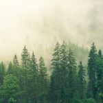 Coniferous forest with glowing mist above trees - image of net zero